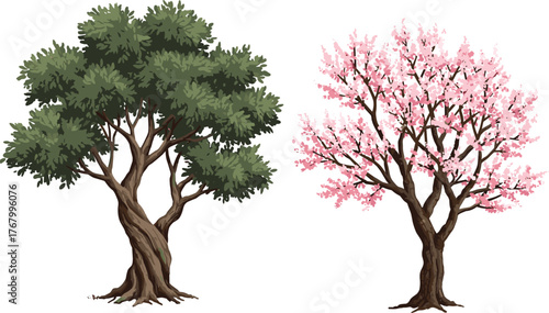 Vector illustration of green leafy tree and pink cherry blossom tree, seasonal contrast, botanical artwork, natural landscape, detailed foliage design