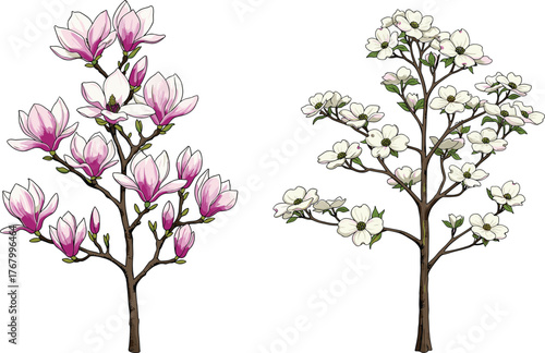 Vector illustration of magnolia tree with pink blossoms beside dogwood tree with white flowers, detailed seasonal floral nature botanical artwork