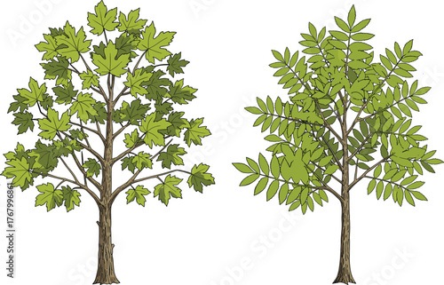 Vector illustration of maple tree with broad lobed leaves beside ash tree with compound leaflets, contrasting botanical foliage structures