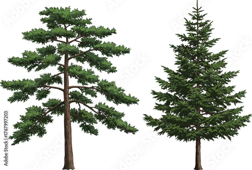 Vector illustration of two coniferous tree species side by side with distinct branching patterns, foliage density, and natural evergreen forest design