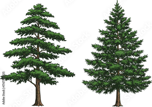 Vector illustration of two coniferous trees side by side, one irregular and sparse, the other symmetrical and dense, highlighting natural diversity