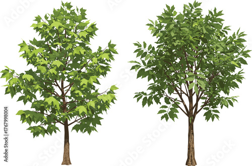 Vector illustration of two deciduous trees side by side with green foliage, brown trunks, different leaf density and canopy structure