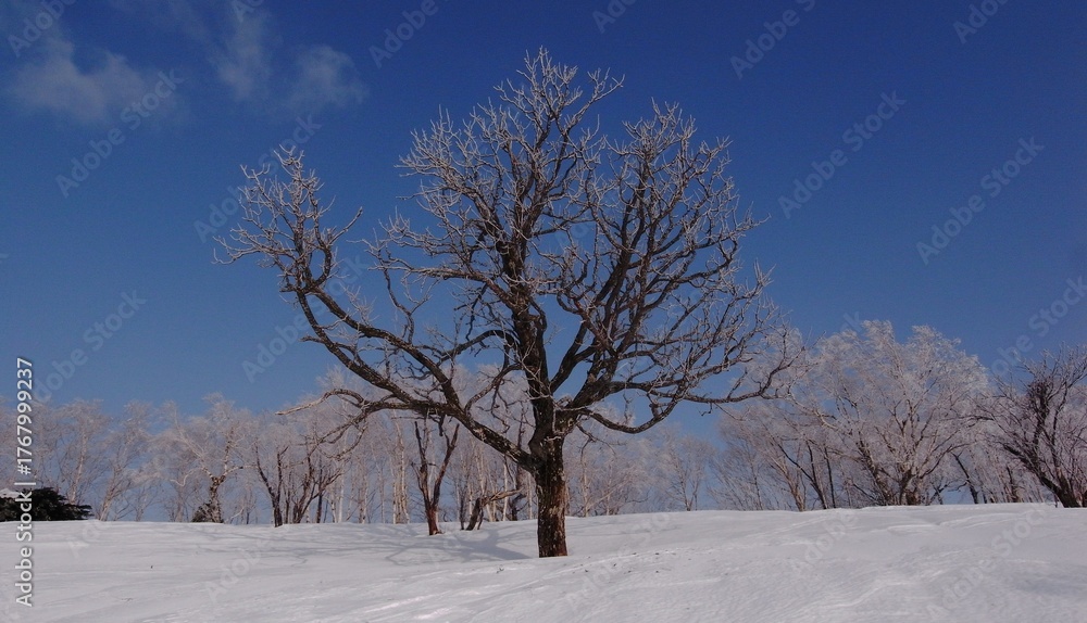 Fototapeta premium Frost in Mt.Otoe 音江山の樹氷
