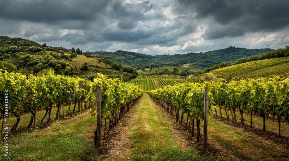 Naklejka premium Serene Vineyard Landscape Under Cloudy Sky in Rolling Hills
