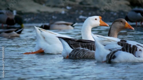 A beautiful video of a flock of greylag geese swimming together peacefully as a group on a calm blue lake