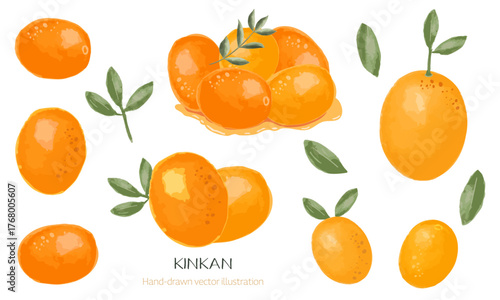 おせちの金柑（甘露煮・フレッシュ）水彩イラストのセット