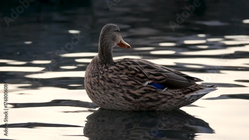 A female mallard duck rests peacefully on the shore of a lake with beautiful golden sunset light reflecting on the water