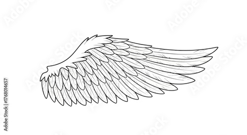 Detailed depiction of a contoured wing featuring intricate feather formations against a white