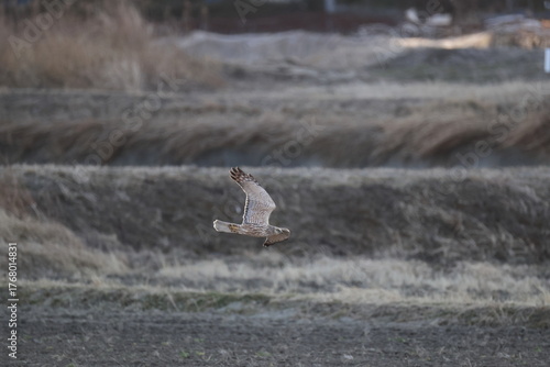 The eastern marsh harrier (Circus spilonotus) is a bird of prey belonging to the marsh harrier group of harriers. This photo was taken in Japan.