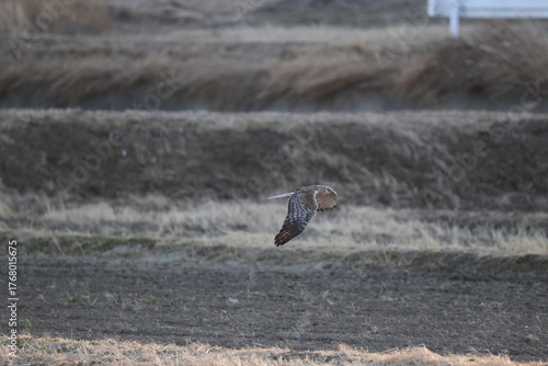 The eastern marsh harrier (Circus spilonotus) is a bird of prey belonging to the marsh harrier group of harriers. This photo was taken in Japan.