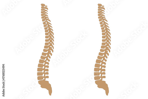 Human spine illustration showing two vertebral columns, anatomy and medical education concept. eps 10