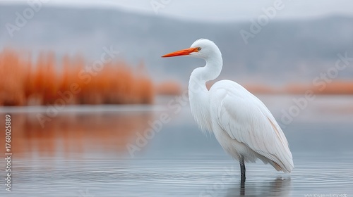 A Majestic White Heron Stands Serenely in Shallow Waters Amidst a Misty Orange Foliage Landscape During a Soft Overcast Day