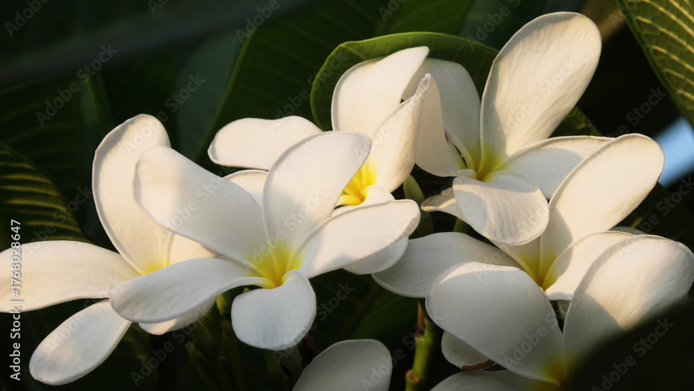 Obraz premium Closeup of bloomed garden plant with white flowers