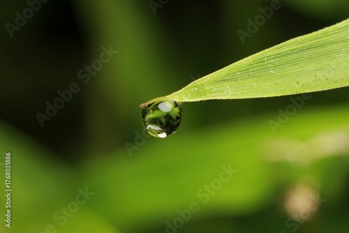 water drop on bamboo leaf