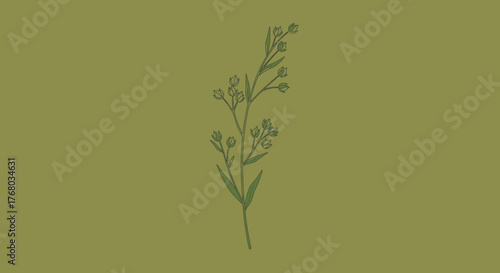 Minimalist flax plant illustration on olive green background for botanical designs featuring