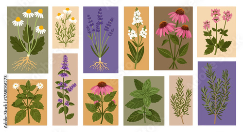 Botanical Illustrations of Medicinal Herbs and Plants.