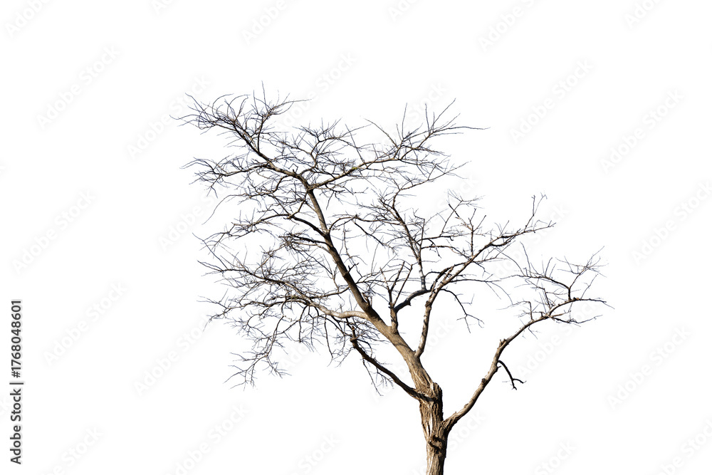 Fototapeta premium tree silhouette isolated on white