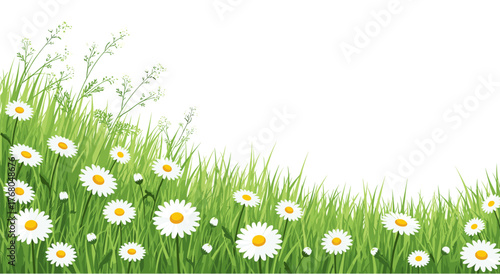 Vibrant daisy field with lush green grass creates a perfect spring or summer backdrop