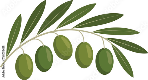 Fresh green olive branch with five ripe olives hanging naturally on a white backdrop