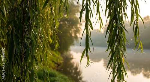 Weeping Willow Branches with Dew Drops Hanging Over a Misty River at Sunrise Keywords: weeping willow, willow tree, branches, leaves, green, water droplets, dew, mist, fog, river, water, calm