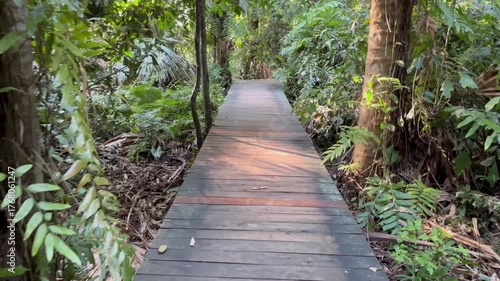 Slow-motion walk-through lush forest trail. Peaceful nature path surrounded by greenery. Ideal for eco-tourism, hiking, or wellness content.