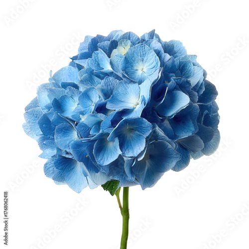 Blue hydrangea png hydrangea flower png blue flower png hydrangea bloom png garden flower png floral png spring flower png hydrangea blossom png transparent background image