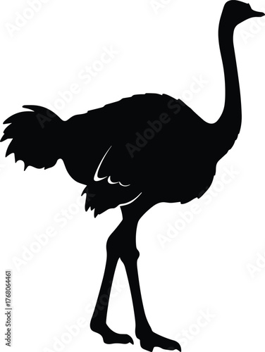 Ostrich silhouette isolated on white background, large bird outline illustration, wildlife vector design, African flightless animal art, nature concept