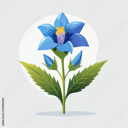 Blue bellflower with buds and leaves