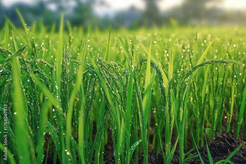 Obraz premium Close-up of fresh green rice plants with dew drops glistening in the morning light in a lush agricultural field