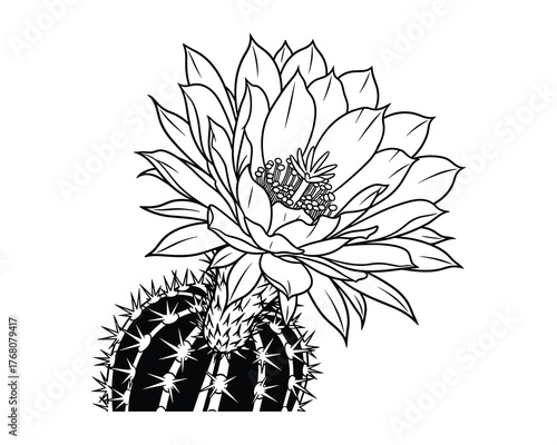 Detailed Black and White Illustration of Blooming Cactus Flower Plant