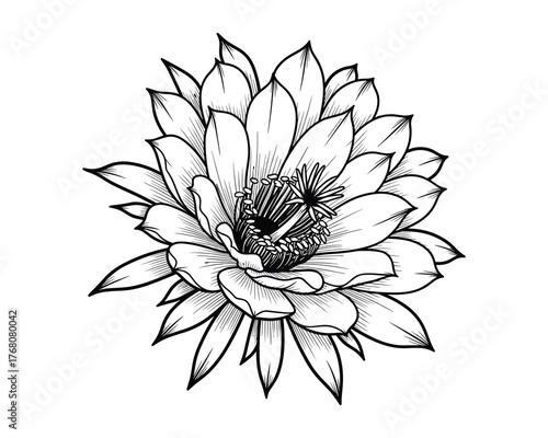 Detailed Ink Drawing of a Night Blooming Cereus Cactus Blossom Flower