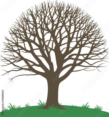 A bare tree with many branches on green grass area tree, branches, bare, grass, green, trunk, silhouette, nature, isolated, plant, autumn, winter, season, landscape, growth, outdoors, environment, art