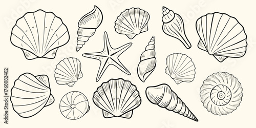 Collection of hand drawn seashells and starfish illustrations in black and white outline style
