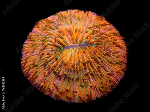 Foto Beautiful disc-shaped orange fungi with bright colors that beautify the tropical seabed
