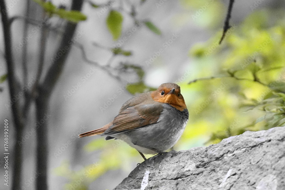 Fototapeta premium 石の上に止まるコマドリ