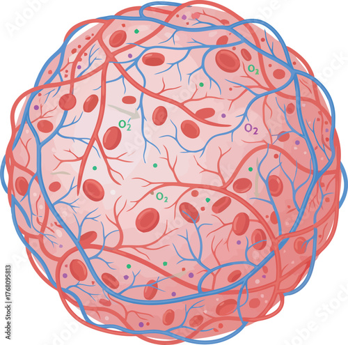 Medical illustration of a sphere showing intricate blood vessels and oxygen distribution.