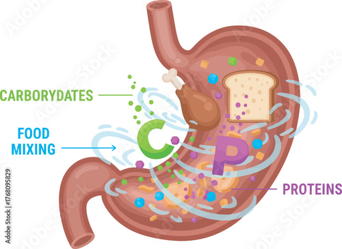 Illustration of a stomach showing food mixing, carbohydrates, and proteins with chicken and bread inside.