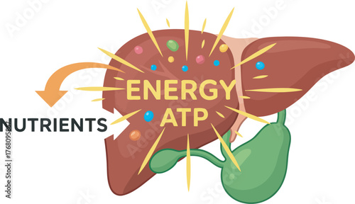 Illustration showing nutrients entering a liver, generating energy and ATP.