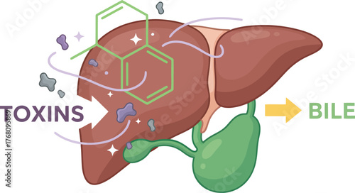 Medical illustration depicting the liver's function in processing toxins and producing bile.