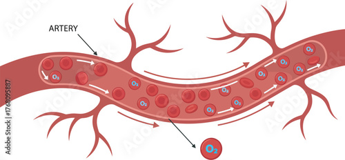 Illustration of an artery with blood cells flowing through it, indicated by arrows.