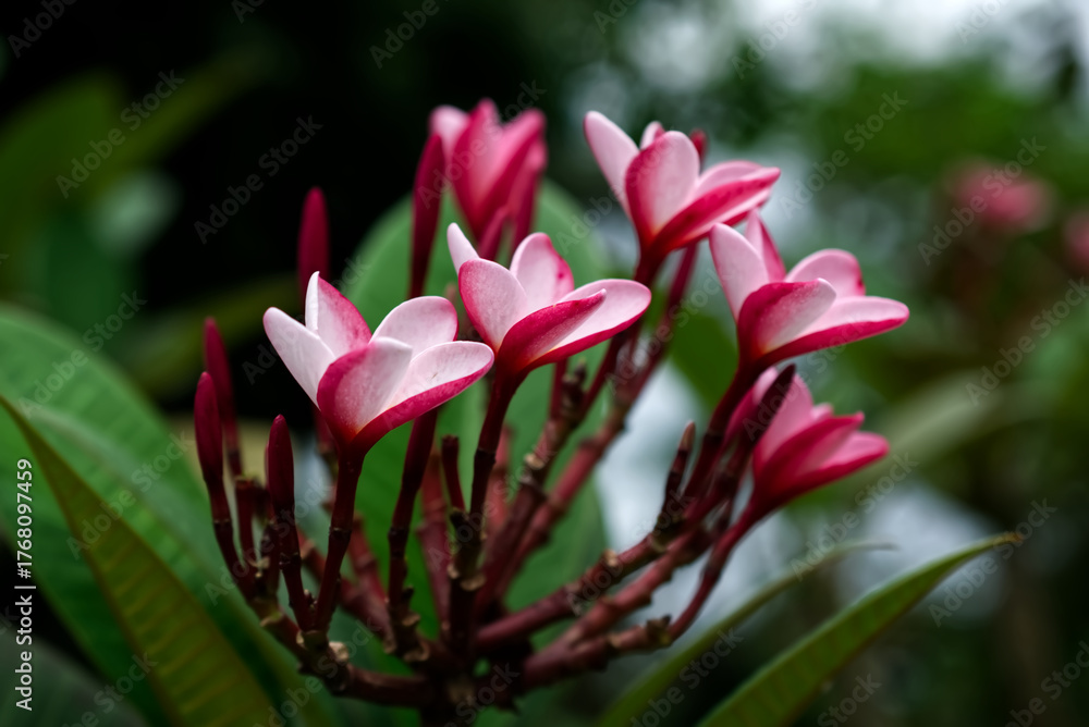 Fototapeta premium Pink and white tropical mountain tulip like flower with thick petals