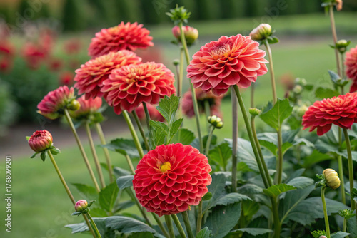 Vibrant red dahlia flowers blooming in a lush summer garden.