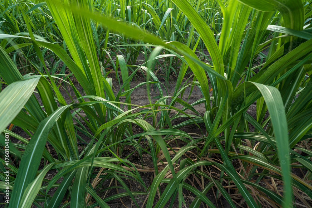 Fototapeta premium green sugarcane leaves growing in garden or cane plantation with fertile soil for agriculture small sugar cane plants and sugarcane fields by farmers with biofuel or gasoline fuel in Thailand