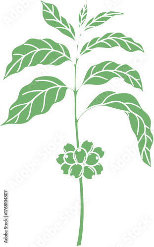 Stylized Green Coffee Plant Illustration with Fresh Leaves and Ripening Berries.