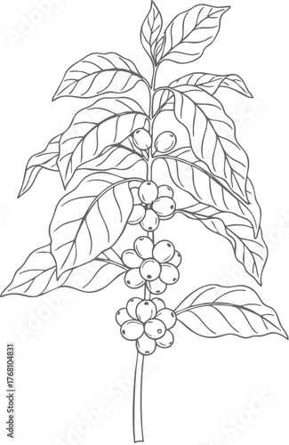 Coffee Plant Branch with Leaves and Berries Line Art Illustration.