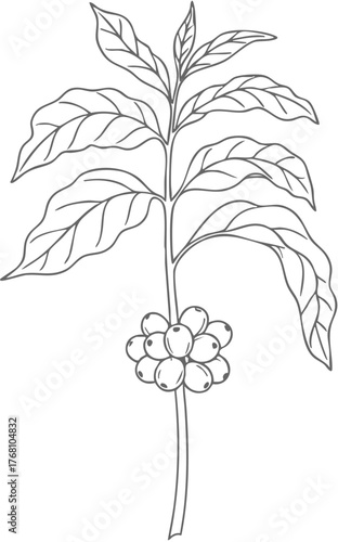 Coffee Plant Branch with Leaves and Ripe Cherries Line Art Illustration.