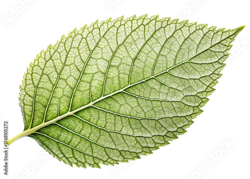 Leaf rubbing 2 isolated on white background