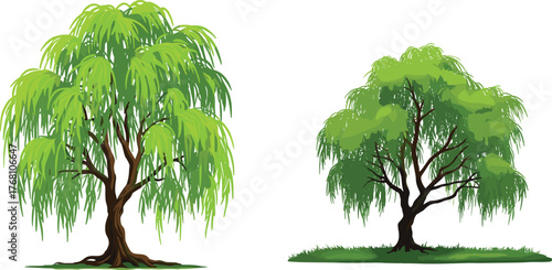 Beautiful willow trees with lush green leaves, natural landscape illustration showing realistic weeping branches and summer greenery on white background