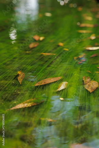Dotted with floating leaves, long green algae strands create curving lines on streambed. Light reflecting surface adds gentle movement to seasonal scene.