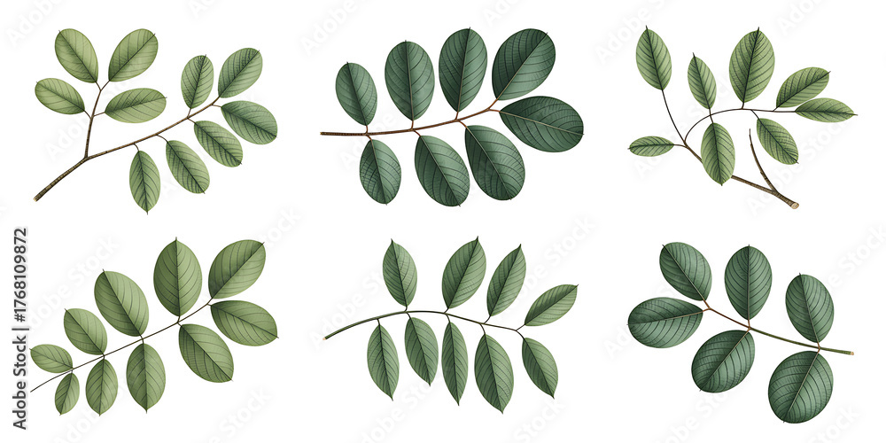 Obraz premium Botanical Illustration of Green Leaf Branches - Set of 6. Isolated on Transparent background. PNG